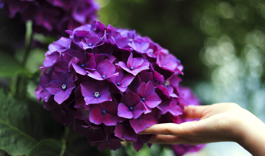 10 Motivos para Colocar Canela nas Plantas 10 Motivos para Colocar Canela nas Suas Plantas
