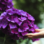10 Motivos para Colocar Canela nas Suas Plantas