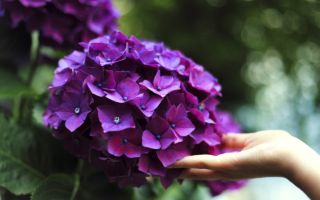 10 Motivos para Colocar Canela nas Suas Plantas