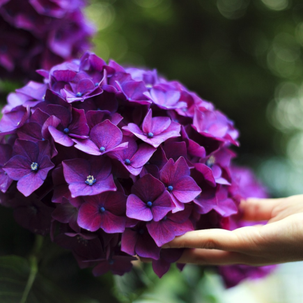 10 Motivos para Colocar Canela nas Plantas 10 Motivos para Colocar Canela nas Suas Plantas