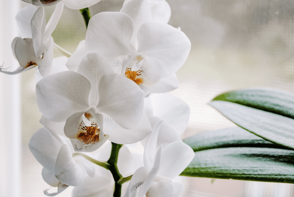 Orquídeas