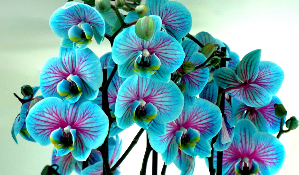 Orquídeas