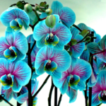Orquídeas