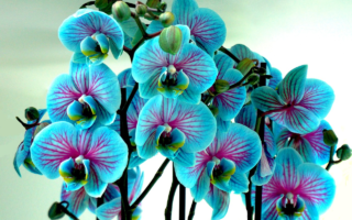 Orquídeas
