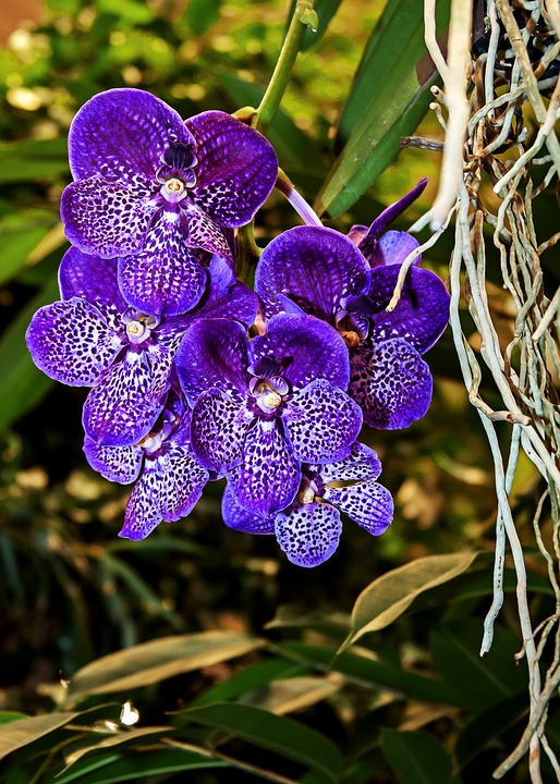 Orquídeas