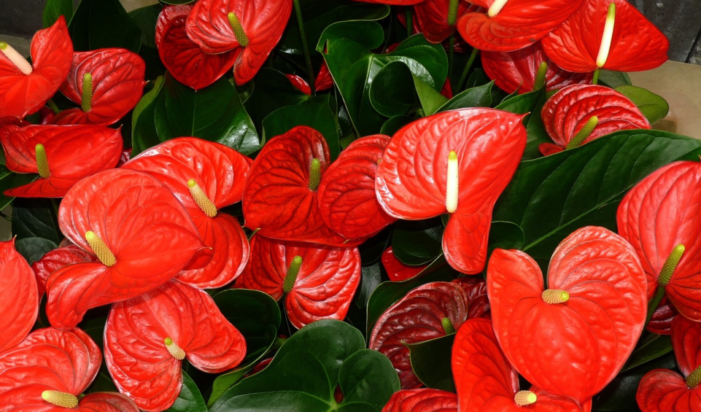 Como cultivar antúrio: Dicas para ter flores lindas em casa antúrio