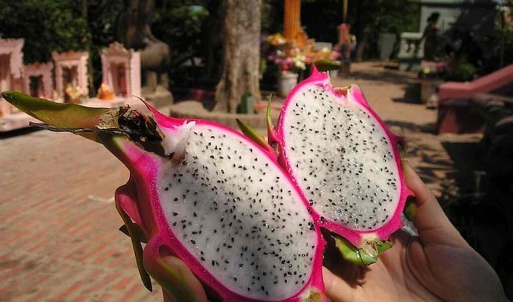 Você Conhece a Pitaya a fruta do dragão? Você Conhece a Pitaya?