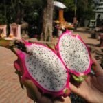 Você Conhece a Pitaya?