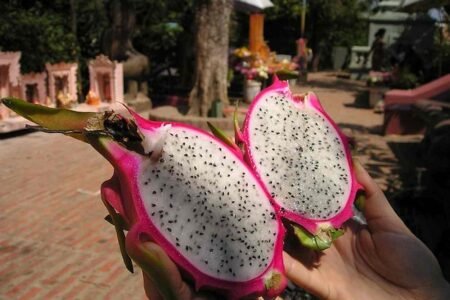 Você Conhece a Pitaya a fruta do dragão? Você Conhece a Pitaya?