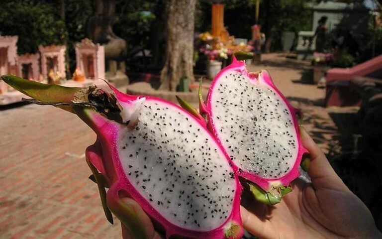 Você Conhece a Pitaya a fruta do dragão? Você Conhece a Pitaya?
