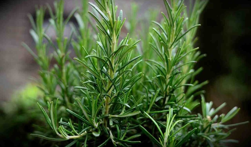 Descubra os Segredos para Cultivar Alecrim e Perfumar a Casa Descubra os Segredos para Cultivar Alecrim e Perfumar a Casa