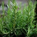 Descubra os Segredos para Cultivar Alecrim e Perfumar a Casa Descubra os Segredos para Cultivar Alecrim e Perfumar a Casa