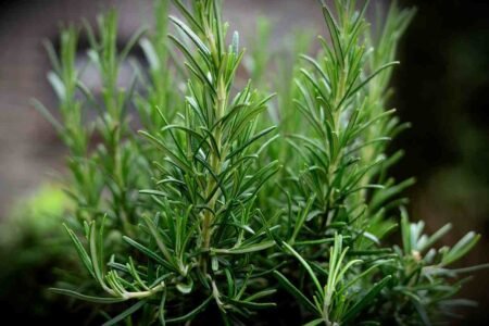 Descubra os Segredos para Cultivar Alecrim e Perfumar a Casa Descubra os Segredos para Cultivar Alecrim e Perfumar a Casa