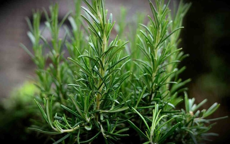Descubra os Segredos para Cultivar Alecrim e Perfumar a Casa Descubra os Segredos para Cultivar Alecrim e Perfumar a Casa