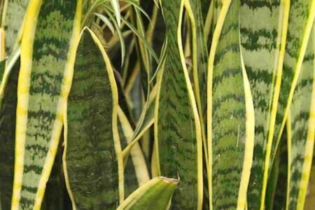 Espada de São Jorge: Planta ou Proteção?
