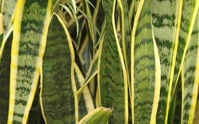 Como fazer adubo caseiro para plantas de vaso Espada de São Jorge: Planta ou Proteção?