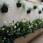 image 24 3 Plantas Que trará sorte para a sua casa