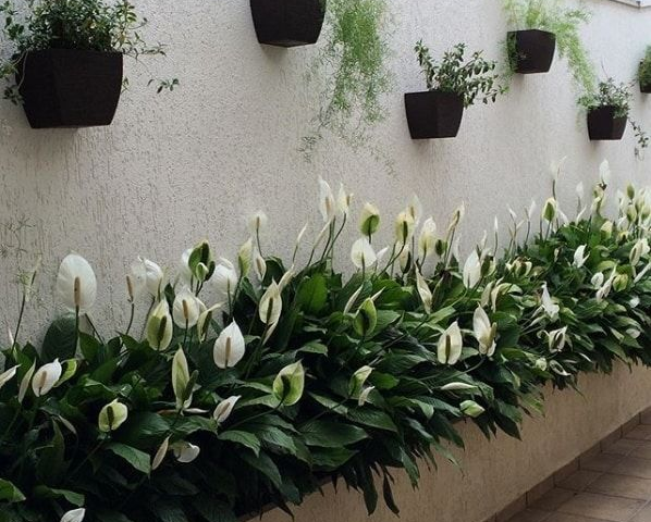 3 Plantas Que trará sorte para a sua casa Image 24 598x480