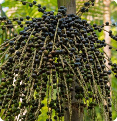 Açaí