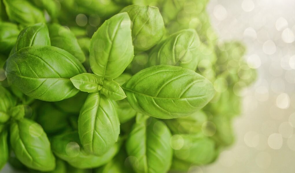 basil, green, herb, food, fresh, green food, basil, basil, basil, basil, basil