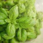 basil, green, herb, food, fresh, green food, basil, basil, basil, basil, basil