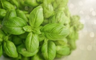 basil, green, herb, food, fresh, green food, basil, basil, basil, basil, basil