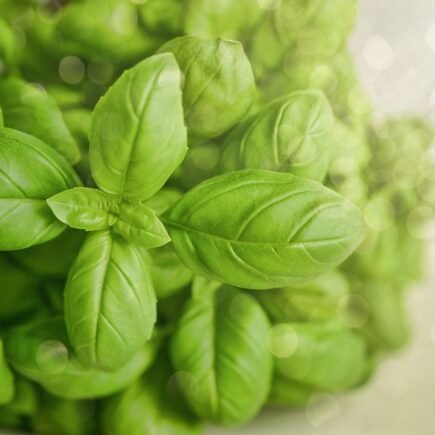 basil, green, herb, food, fresh, green food, basil, basil, basil, basil, basil