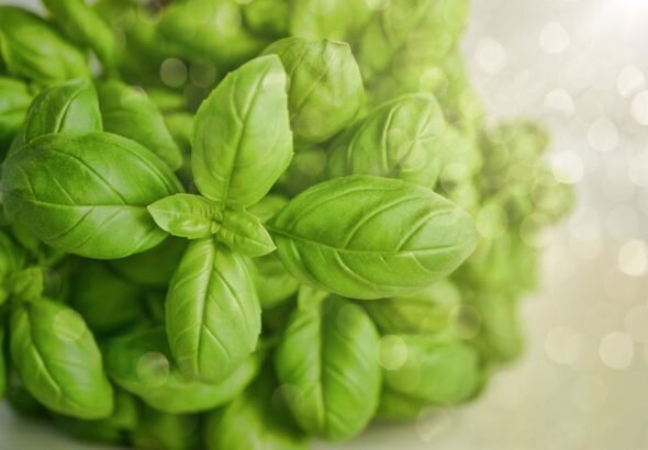 basil, green, herb, food, fresh, green food, basil, basil, basil, basil, basil