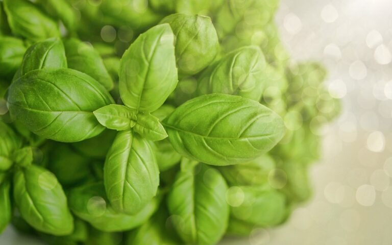 basil, green, herb, food, fresh, green food, basil, basil, basil, basil, basil