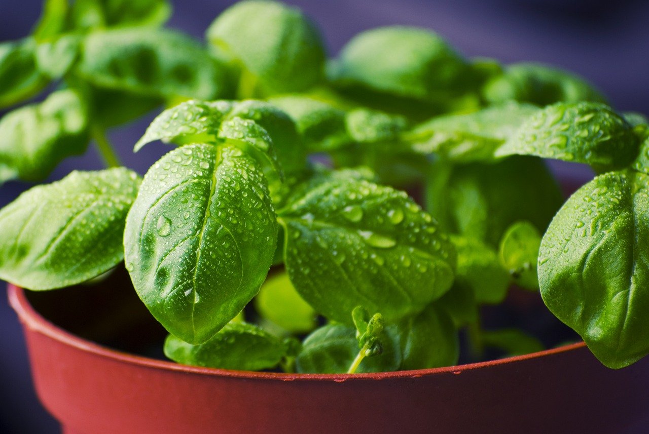 basil, herbs, food, dew, water droplets, dewdrops, pot, potted, potted plants, fresh, fresh basil, basil leaves, leaves, green leaves, fresh herbs, ingredients, healthy, organic, green, aromatic, natural, vegetable, plant, bunch, healthy food, natural food, nature, aroma, freshness