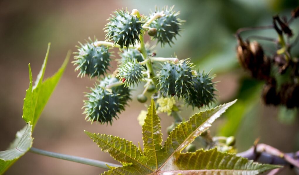 Óleo de Rícino para Cabelo: O Segredo Natural para um Crescimento Poderoso e Fios Fortes castor, seed, seeds, tree, nature, ricinus communis, mamoneira, plant, cultivation, sheets, natural, castor, castor, castor, castor, castor, ricinus communis, ricinus communis, ricinus communis