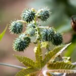 Óleo de Rícino para Cabelo: O Segredo Natural para um Crescimento Poderoso e Fios Fortes castor, seed, seeds, tree, nature, ricinus communis, mamoneira, plant, cultivation, sheets, natural, castor, castor, castor, castor, castor, ricinus communis, ricinus communis, ricinus communis