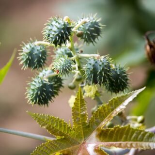 castor, seed, seeds, tree, nature, ricinus communis, mamoneira, plant, cultivation, sheets, natural, castor, castor, castor, castor, castor, ricinus communis, ricinus communis, ricinus communis