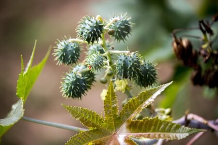 Óleo de Rícino para Cabelo: O Segredo Natural para um Crescimento Poderoso e Fios Fortes castor, seed, seeds, tree, nature, ricinus communis, mamoneira, plant, cultivation, sheets, natural, castor, castor, castor, castor, castor, ricinus communis, ricinus communis, ricinus communis