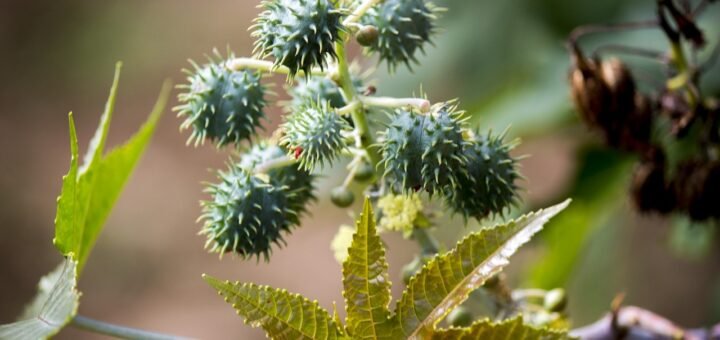 castor, seed, seeds, tree, nature, ricinus communis, mamoneira, plant, cultivation, sheets, natural, castor, castor, castor, castor, castor, ricinus communis, ricinus communis, ricinus communis