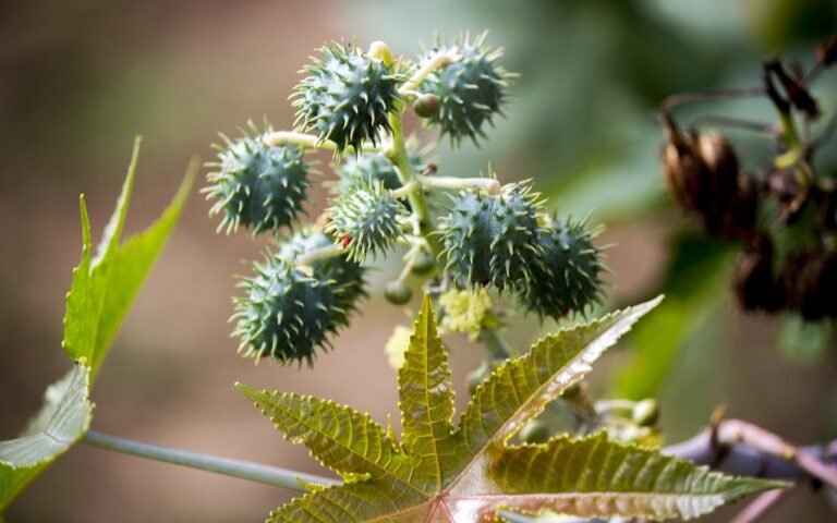 castor, seed, seeds, tree, nature, ricinus communis, mamoneira, plant, cultivation, sheets, natural, castor, castor, castor, castor, castor, ricinus communis, ricinus communis, ricinus communis