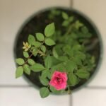 plantas, beautiful flowers, jardim, nature, flower, garden, flower background, brazil, green, petal, flower wallpaper, rosa, plants, roses