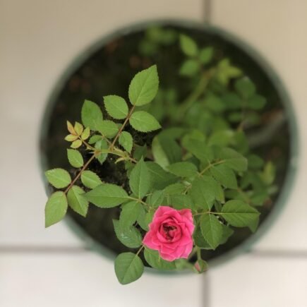 Jardinagem para Iniciantes: Como Criar um Cantinho Verde Encantador em Casa plantas, beautiful flowers, jardim, nature, flower, garden, flower background, brazil, green, petal, flower wallpaper, rosa, plants, roses