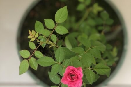 plantas, beautiful flowers, jardim, nature, flower, garden, flower background, brazil, green, petal, flower wallpaper, rosa, plants, roses