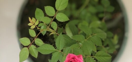 plantas, beautiful flowers, jardim, nature, flower, garden, flower background, brazil, green, petal, flower wallpaper, rosa, plants, roses