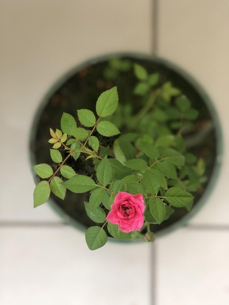 plantas, beautiful flowers, jardim, nature, flower, garden, flower background, brazil, green, petal, flower wallpaper, rosa, plants, roses