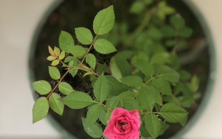 Jardinagem para Iniciantes: Como Criar um Cantinho Verde Encantador em Casa plantas, beautiful flowers, jardim, nature, flower, garden, flower background, brazil, green, petal, flower wallpaper, rosa, plants, roses