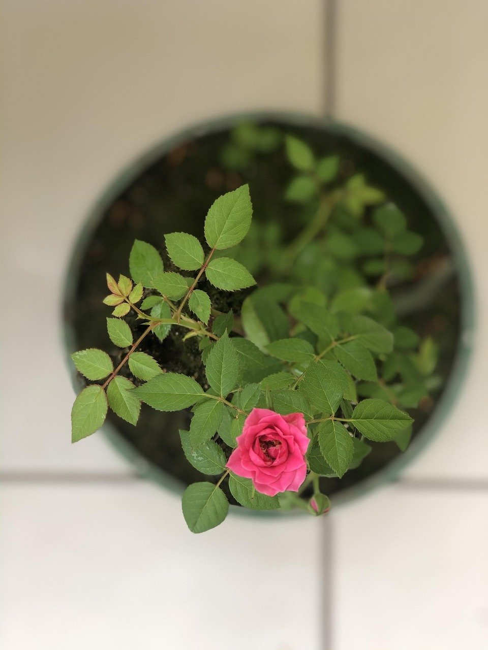 plantas, beautiful flowers, jardim, nature, flower, garden, flower background, brazil, green, petal, flower wallpaper, rosa, plants, roses