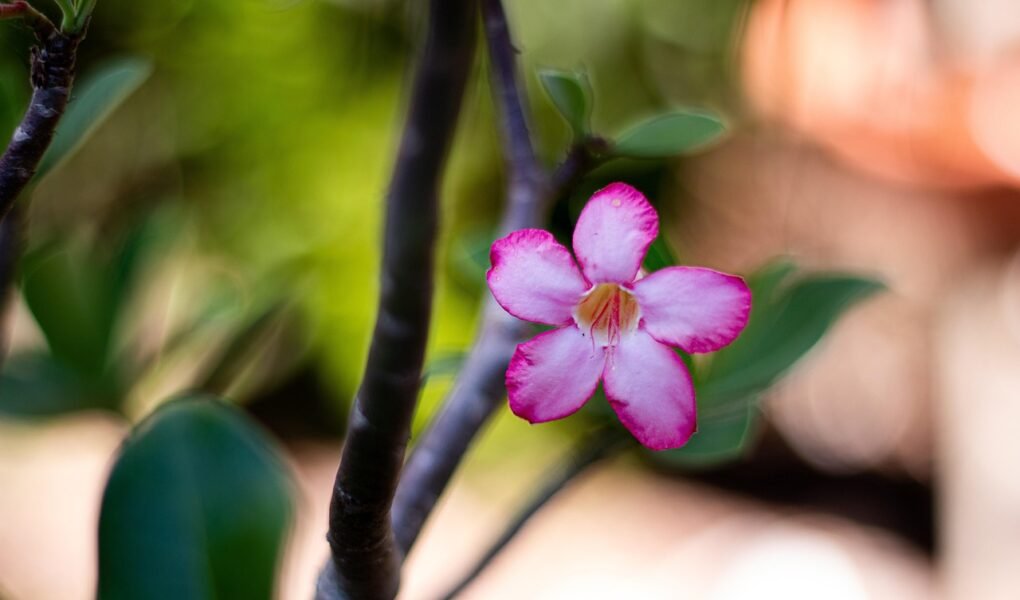 Como Preparar um Adubo Caseiro para Acelerar o Crescimento das Suas Plantas natureza, planta, plants, green, nature, beautiful flowers, flower background, garden, flower, petals, purple, rose, pink, flower wallpaper, red, rose flower, adenium