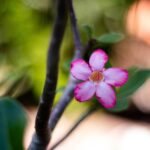 natureza, planta, plants, green, nature, beautiful flowers, flower background, garden, flower, petals, purple, rose, pink, flower wallpaper, red, rose flower, adenium