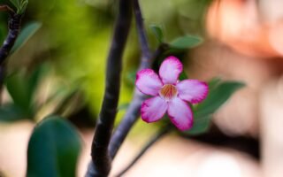 natureza, planta, plants, green, nature, beautiful flowers, flower background, garden, flower, petals, purple, rose, pink, flower wallpaper, red, rose flower, adenium
