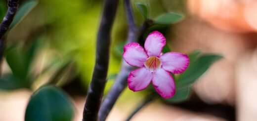 natureza, planta, plants, green, nature, beautiful flowers, flower background, garden, flower, petals, purple, rose, pink, flower wallpaper, red, rose flower, adenium