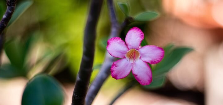 natureza, planta, plants, green, nature, beautiful flowers, flower background, garden, flower, petals, purple, rose, pink, flower wallpaper, red, rose flower, adenium