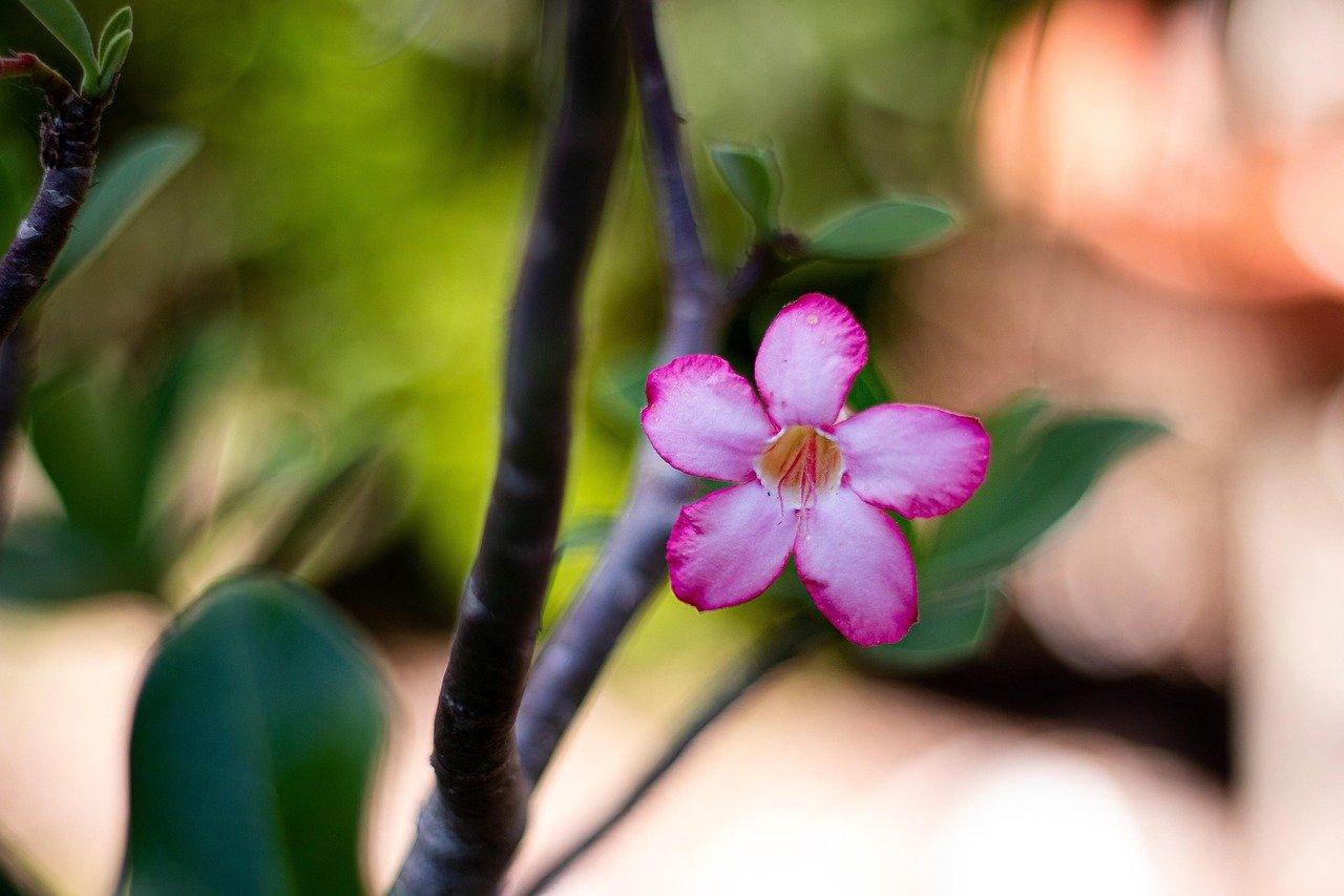 natureza, planta, plants, green, nature, beautiful flowers, flower background, garden, flower, petals, purple, rose, pink, flower wallpaper, red, rose flower, adenium