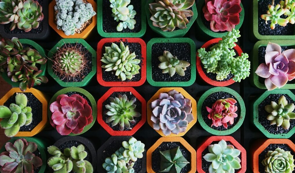 assorted-color succulent plants